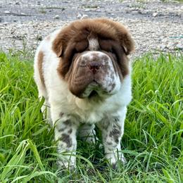 Chinese Shar-Pei Puppies from SNK Shar-Pei