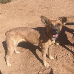Reba - Red speckled female Australian Cattle Dog puppy in Marana, Arizona from Cactus Heelers Arizona