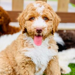 Goldendoodles from Paradise Coast Doodles