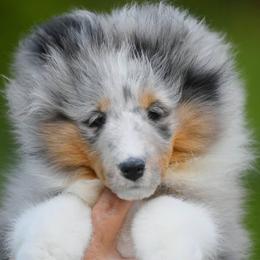 Shetland Sheepdogs from Sassy Shelties