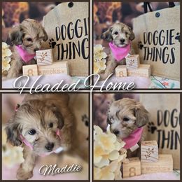 Maddie - Sable female Aussiedoodle puppy in Prescott Valley, Arizona from Ramirez Family Doodles