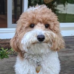 Goldendoodle adult dog