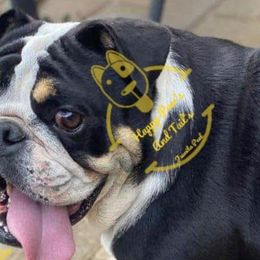 Bulldogs and Yorkshire Terriers from Happy Paw's And Tail's