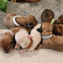 Dachshund Puppies from Dogwood Acre Dachshunds