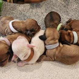 Dachshund Puppies from Dogwood Acre Dachshunds
