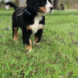 Bernese Mountain Dog Puppies from Emerald Acres Bernese