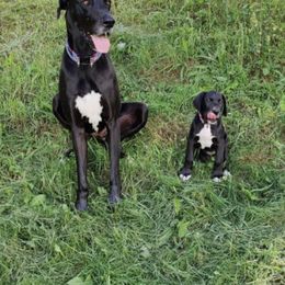 Great Dane Puppies from BkB’s House of Danes