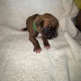 Deep Green - Brindle male Boxer puppy in Chatham, Virginia from Anthony Deak
