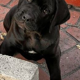 Cane Corso from Cane Corso Ceto