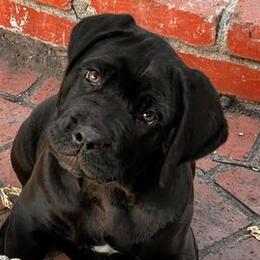 Cane Corso from Cane Corso Ceto