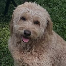 Goldendoodles from Juney Bear Doodles