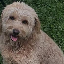 Goldendoodles from Juney Bear Doodles