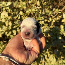 Pink - Blue speckled female Australian Cattle Dog puppy in Sahuarita, Arizona from A2 Australian Cattle Dogs