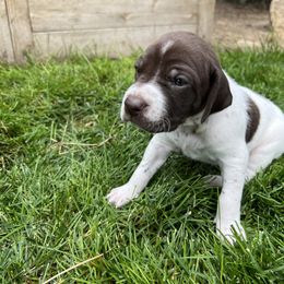 German Shorthaired Pointer Puppies from Chasing Kaya GSP Breeder