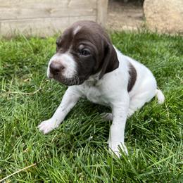 German Shorthaired Pointer Puppies from Chasing Kaya GSP Breeder
