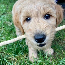 Goldendoodle Puppies from Lykeable Farms