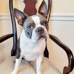 Dolly - Boston Terrier