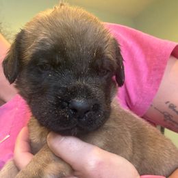 Rowdy - Fawn female Mastiff puppy in Friend, Nebraska from 4Arrows Mastiffs