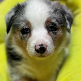 Marley - Blue merle and white male American Corgi puppy in Nortonville, Kansas from Low Riders Corgis & Mini Aussies