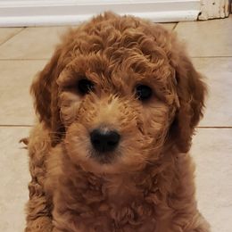 Goldendoodle and Poodle Puppies from Chattahoochee Kennels