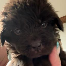Pebbles - Brown female Newfoundland puppy in Saukville, Wisconsin from Crossroads Canines ~ Newfoundland Dogs