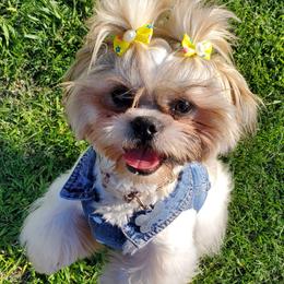 Macee - Shih Tzu