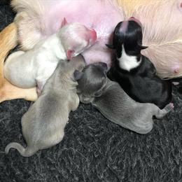Chihuahua Puppies from Wild Prairie Chihuahuas