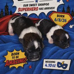 Hero - Black gold and white male Shihpoo puppy in Walterboro, South Carolina from Puddlejumpers