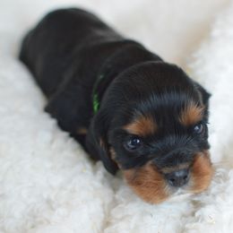 Cavalier King Charles Spaniel Puppies from Diamond Rose Cavalier LLC