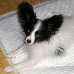 Papillon Puppies from Belladonna Papillons