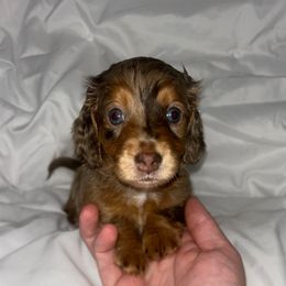 Chocolate and tan BOY 2 - Dapple male Dachshund puppy in Brookhaven, Mississippi from Southern Grace Doxies