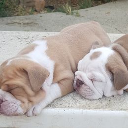 Bulldogs from Demetrio Bulldogs