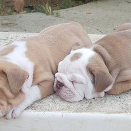 Bulldogs from Demetrio Bulldogs