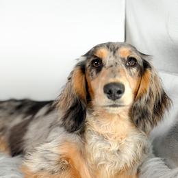 Dezzy - Dachshund