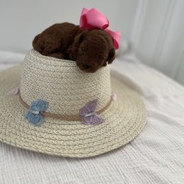 Bella's baby girl - Red  female Poodle puppy in Bakersfield, California from Pups and Paws Toy Poodles