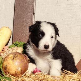Border Collie Puppies from Gulan Farm Border Collies
