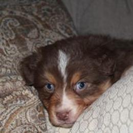 Australian Shepherd Puppies from CK Aussies