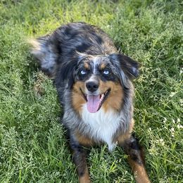 Birdie - Miniature Australian Shepherd