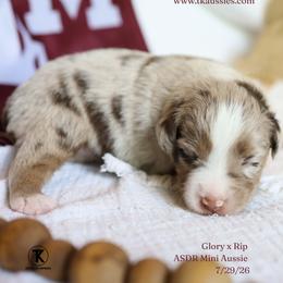 Beau- Red Merle Male - Red merle male Miniature Australian Shepherd puppy in Nacogdoches, Texas from TK Standard, Mini, & Toy Aussies