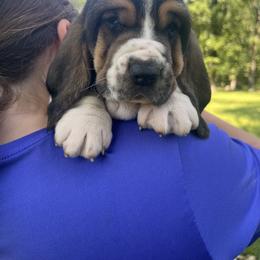Biggie Smalls - Black brown and white male Basset Hound puppy in Flemington, Missouri from Porch Sittin' Hounds