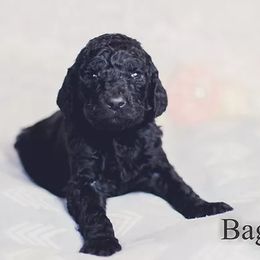 Goldendoodles from SunnyCreek Doodles