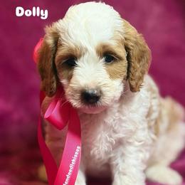 Dolly - Parti female Goldendoodle puppy in Estesburg, Kentucky from Wet Goldendoodle Kisses