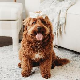 Wriglee - Goldendoodle
