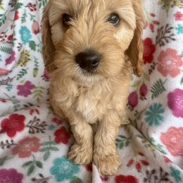 Ty - Apricot Cavapoo puppy in Howe, Oklahoma from Cuddly Cavapoos
