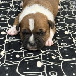 Male 5 - Red and white male Staffordshire Bull Terrier puppy in Lakeland, Florida from English Creek Staffords