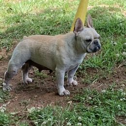 Tilly - French Bulldog