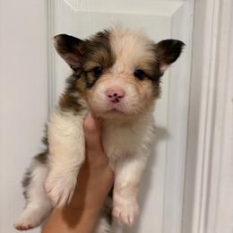 Grim - Sable male Pembroke Welsh Corgi puppy in Boyd, Texas from Barker's Corgis