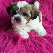 Harper - Gold and white female Shorkie puppy in Springtown, Texas from DATAMS PRECIOUS PETS