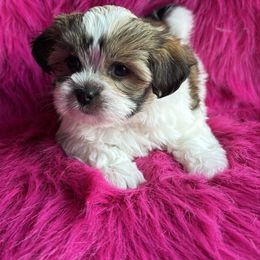 Harper - Gold and white female Shorkie puppy in Springtown, Texas from DATAMS PRECIOUS PETS
