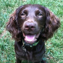 Bella - Boykin Spaniel